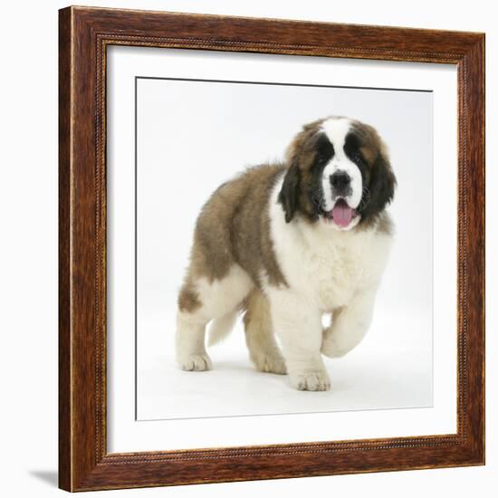 Saint Bernard Puppy, Vogue-Mark Taylor-Framed Photographic Print