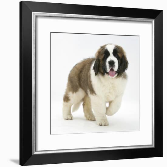 Saint Bernard Puppy, Vogue-Mark Taylor-Framed Photographic Print