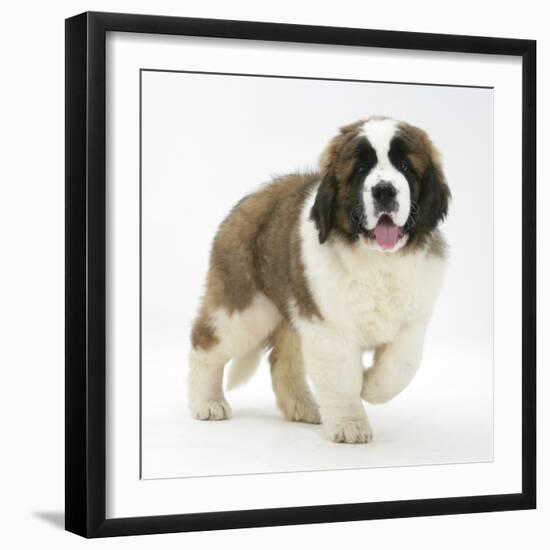 Saint Bernard Puppy, Vogue-Mark Taylor-Framed Photographic Print