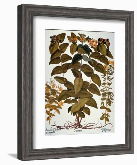 Saint-John's-Wort, 1613-Besler Basilius-Framed Giclee Print