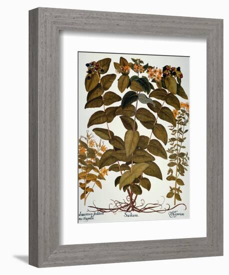 Saint-John's-Wort, 1613-Besler Basilius-Framed Giclee Print