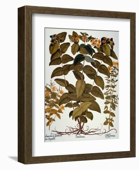 Saint-John's-Wort, 1613-Besler Basilius-Framed Giclee Print