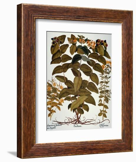 Saint-John's-Wort, 1613-Besler Basilius-Framed Giclee Print