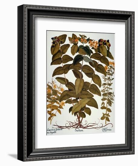 Saint-John's-Wort, 1613-Besler Basilius-Framed Giclee Print