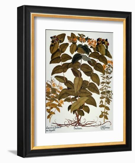 Saint-John's-Wort, 1613-Besler Basilius-Framed Giclee Print