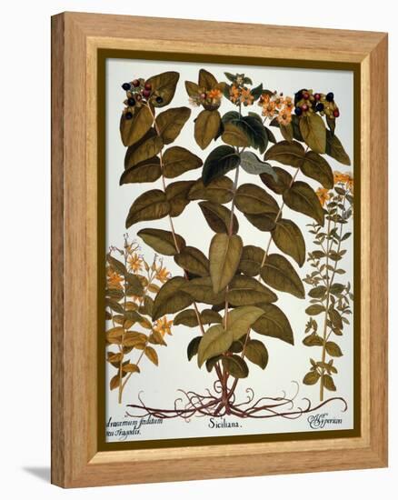 Saint-John's-Wort, 1613-Besler Basilius-Framed Premier Image Canvas