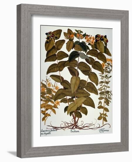 Saint-John's-Wort, 1613-Besler Basilius-Framed Giclee Print