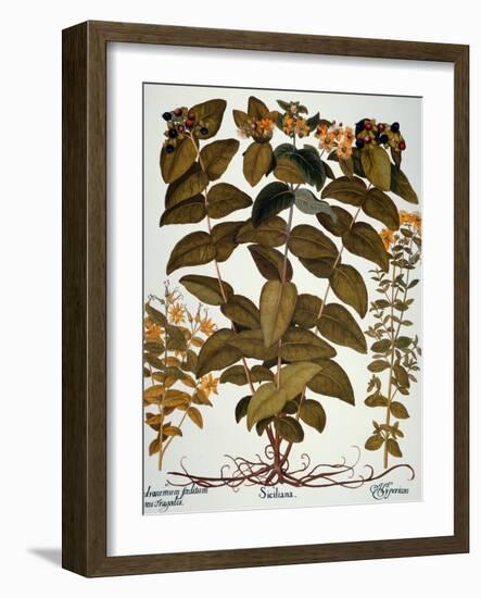 Saint-John's-Wort, 1613-Besler Basilius-Framed Giclee Print