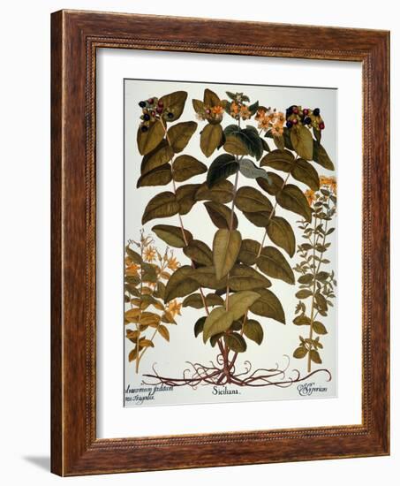 Saint-John's-Wort, 1613-Besler Basilius-Framed Giclee Print