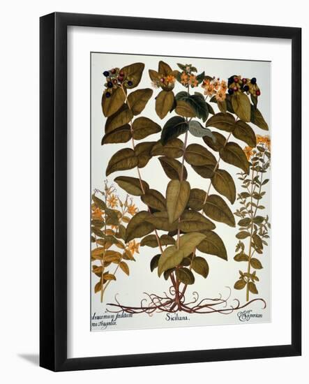 Saint-John's-Wort, 1613-Besler Basilius-Framed Giclee Print