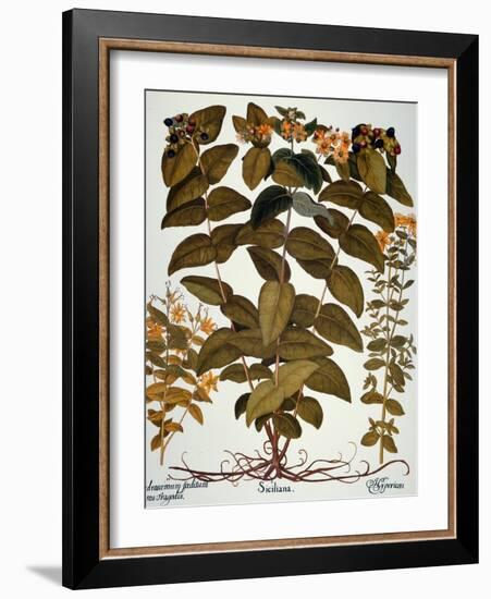 Saint-John's-Wort, 1613-Besler Basilius-Framed Giclee Print