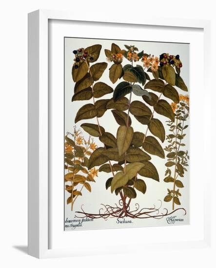 Saint-John's-Wort, 1613-Besler Basilius-Framed Giclee Print