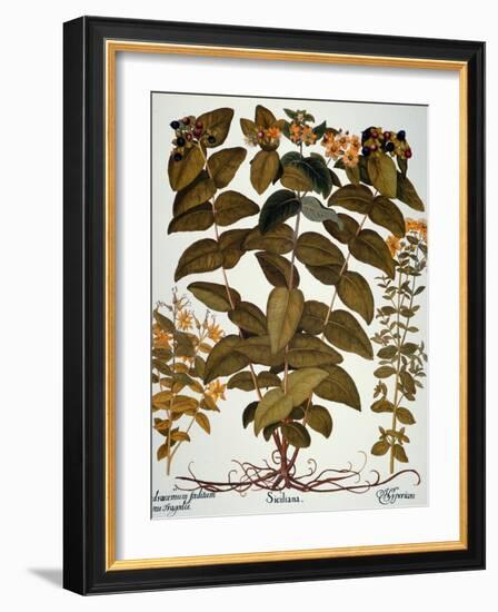 Saint-John's-Wort, 1613-Besler Basilius-Framed Giclee Print