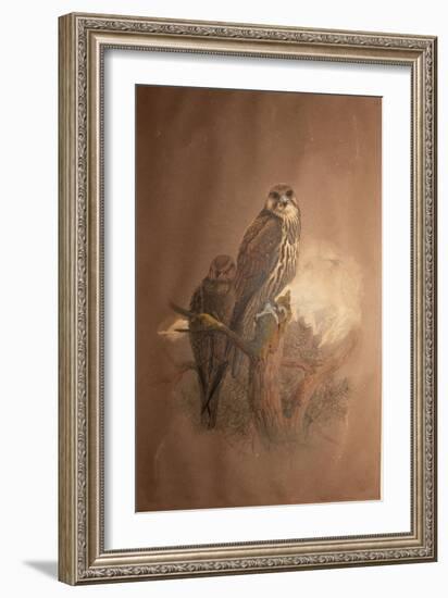 Saker Falcon (Falco Sacer), 1856-67-Joseph Wolf-Framed Giclee Print