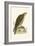 Saker Falcon,  from 'A History of the Birds of Europe Not Observed in the British Isles'-English-Framed Giclee Print