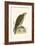 Saker Falcon,  from 'A History of the Birds of Europe Not Observed in the British Isles'-English-Framed Giclee Print