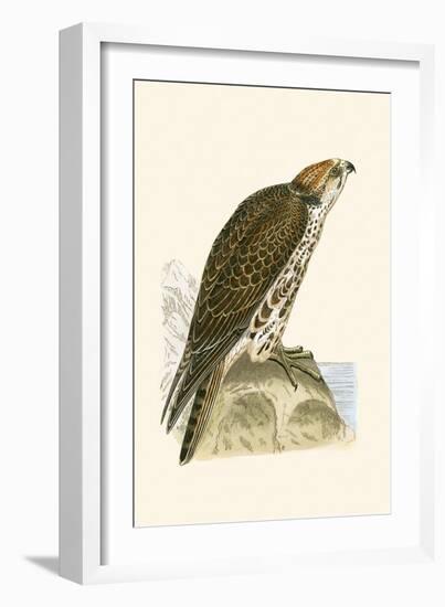 Saker Falcon,  from 'A History of the Birds of Europe Not Observed in the British Isles'-English-Framed Giclee Print