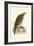 Saker Falcon,  from 'A History of the Birds of Europe Not Observed in the British Isles'-English-Framed Giclee Print