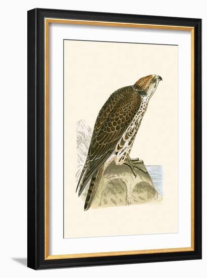 Saker Falcon,  from 'A History of the Birds of Europe Not Observed in the British Isles'-English-Framed Giclee Print