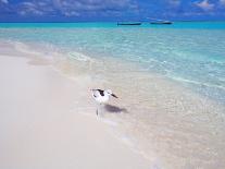 Beach on Desert Island, Maldives, Indian Ocean, Asia-Sakis Papadopoulos-Framed Photographic Print