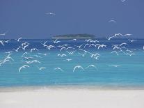 Desert Island, Baa Atoll, the Maldives, Indian Ocean, Asia-Sakis Papadopoulos-Photographic Print