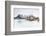 Sakrisoy, Moskenesoy, Lofoten Islands, Norway, Scandinavia, Europe-Christian Kober-Framed Photographic Print