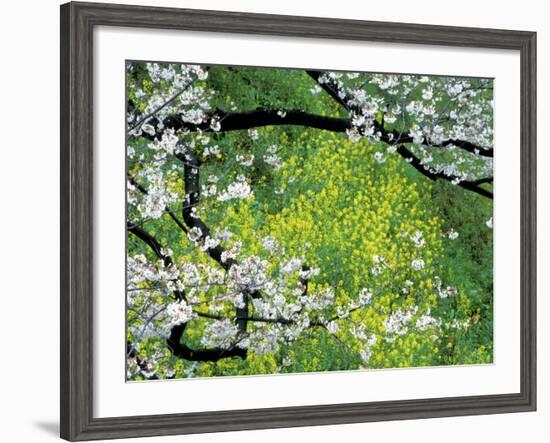 Sakura and Nanohana, Imperial Palace Moat, Tokyo, Japan-Rob Tilley-Framed Photographic Print