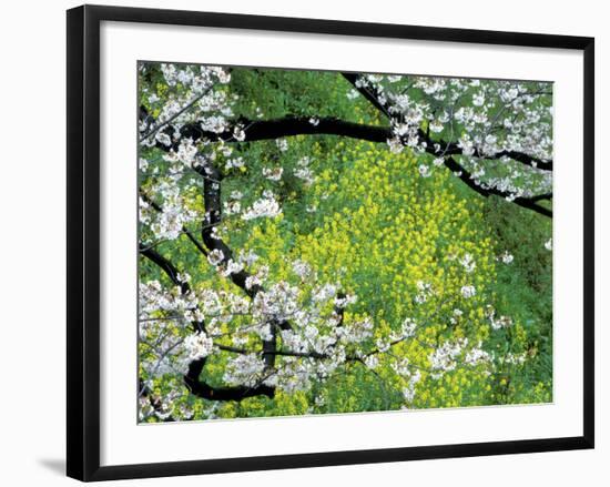 Sakura and Nanohana, Imperial Palace Moat, Tokyo, Japan-Rob Tilley-Framed Photographic Print