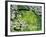 Sakura and Nanohana, Imperial Palace Moat, Tokyo, Japan-Rob Tilley-Framed Photographic Print