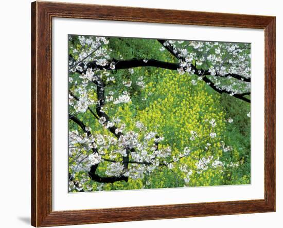 Sakura and Nanohana, Imperial Palace Moat, Tokyo, Japan-Rob Tilley-Framed Photographic Print