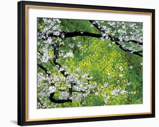 Sakura and Nanohana, Imperial Palace Moat, Tokyo, Japan-Rob Tilley-Framed Photographic Print