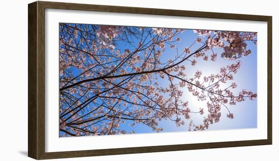 Sakura Blossom, Japan-Bogomyako-Framed Photographic Print