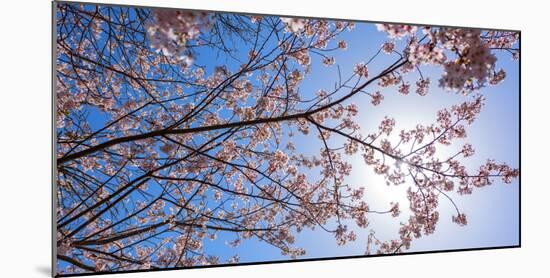 Sakura Blossom, Japan-Bogomyako-Mounted Photographic Print