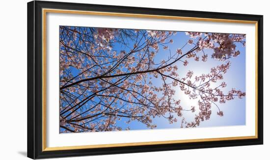 Sakura Blossom, Japan-Bogomyako-Framed Photographic Print