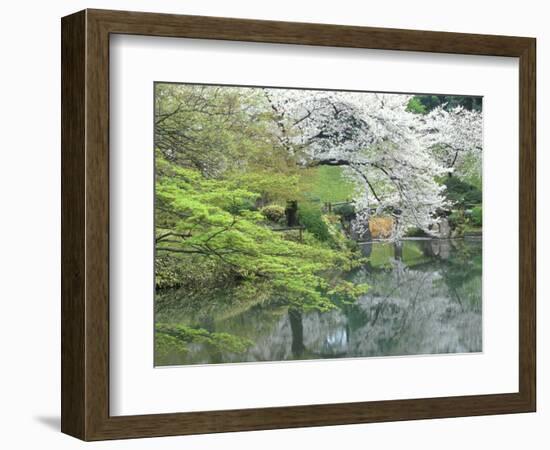 Sakura, Koishikawa Koraku-en Garden, Tokyo, Japan-Rob Tilley-Framed Photographic Print