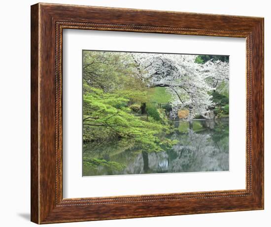 Sakura, Koishikawa Koraku-en Garden, Tokyo, Japan-Rob Tilley-Framed Photographic Print