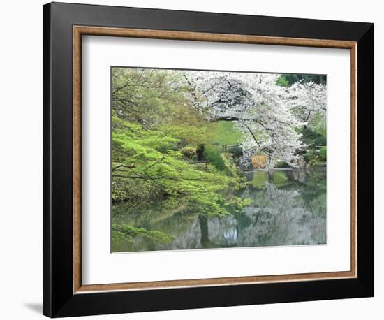 Sakura, Koishikawa Koraku-en Garden, Tokyo, Japan-Rob Tilley-Framed Photographic Print