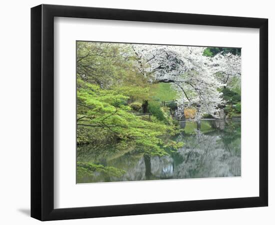 Sakura, Koishikawa Koraku-en Garden, Tokyo, Japan-Rob Tilley-Framed Photographic Print