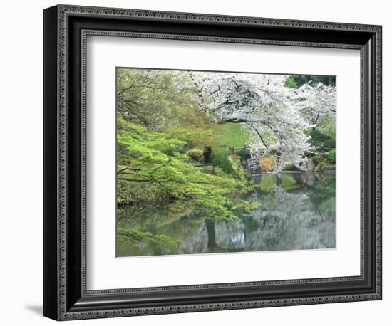 Sakura, Koishikawa Koraku-en Garden, Tokyo, Japan-Rob Tilley-Framed Photographic Print