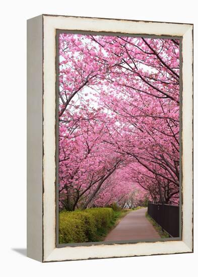 Sakura Path-tamikosan-Framed Premier Image Canvas
