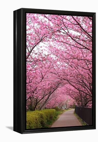 Sakura Path-tamikosan-Framed Premier Image Canvas