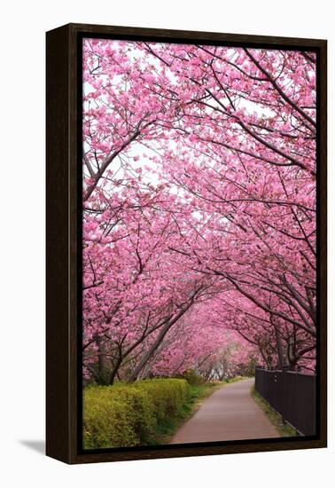 Sakura Path-tamikosan-Framed Premier Image Canvas