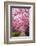 Sakura Path-tamikosan-Framed Photographic Print