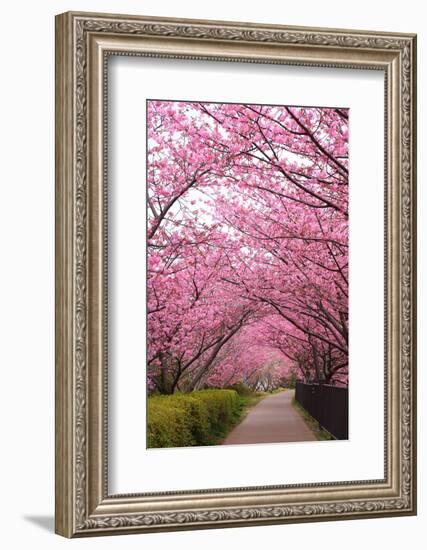 Sakura Path-tamikosan-Framed Photographic Print