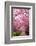 Sakura Path-tamikosan-Framed Photographic Print