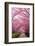 Sakura Path-tamikosan-Framed Photographic Print