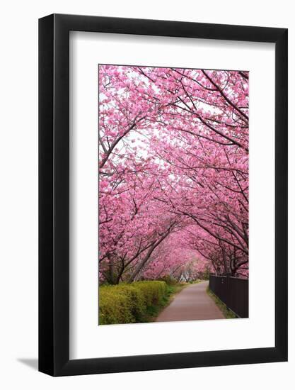 Sakura Path-tamikosan-Framed Photographic Print