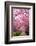 Sakura Path-tamikosan-Framed Photographic Print