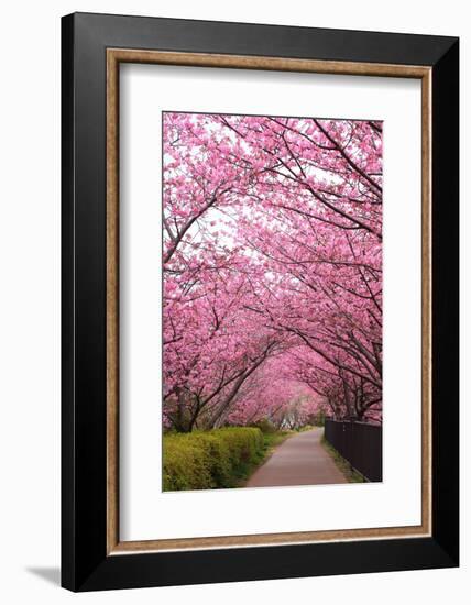 Sakura Path-tamikosan-Framed Photographic Print