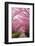 Sakura Path-tamikosan-Framed Photographic Print